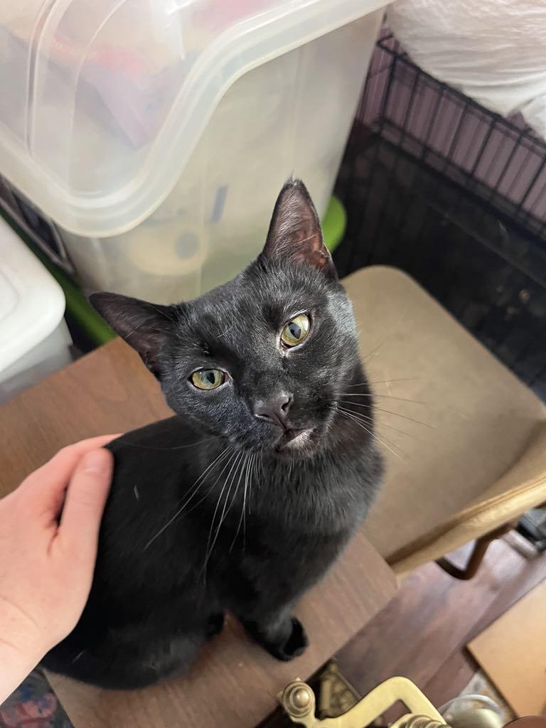 Enlarge Tina, a Adoptable Domestic Short Hair in Londonderry, OH image 2/6