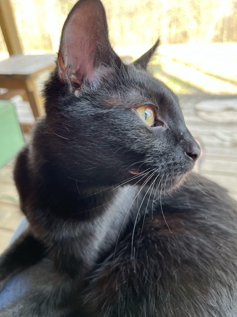 Enlarge Tina, a Adoptable Domestic Short Hair in Londonderry, OH image 3/6
