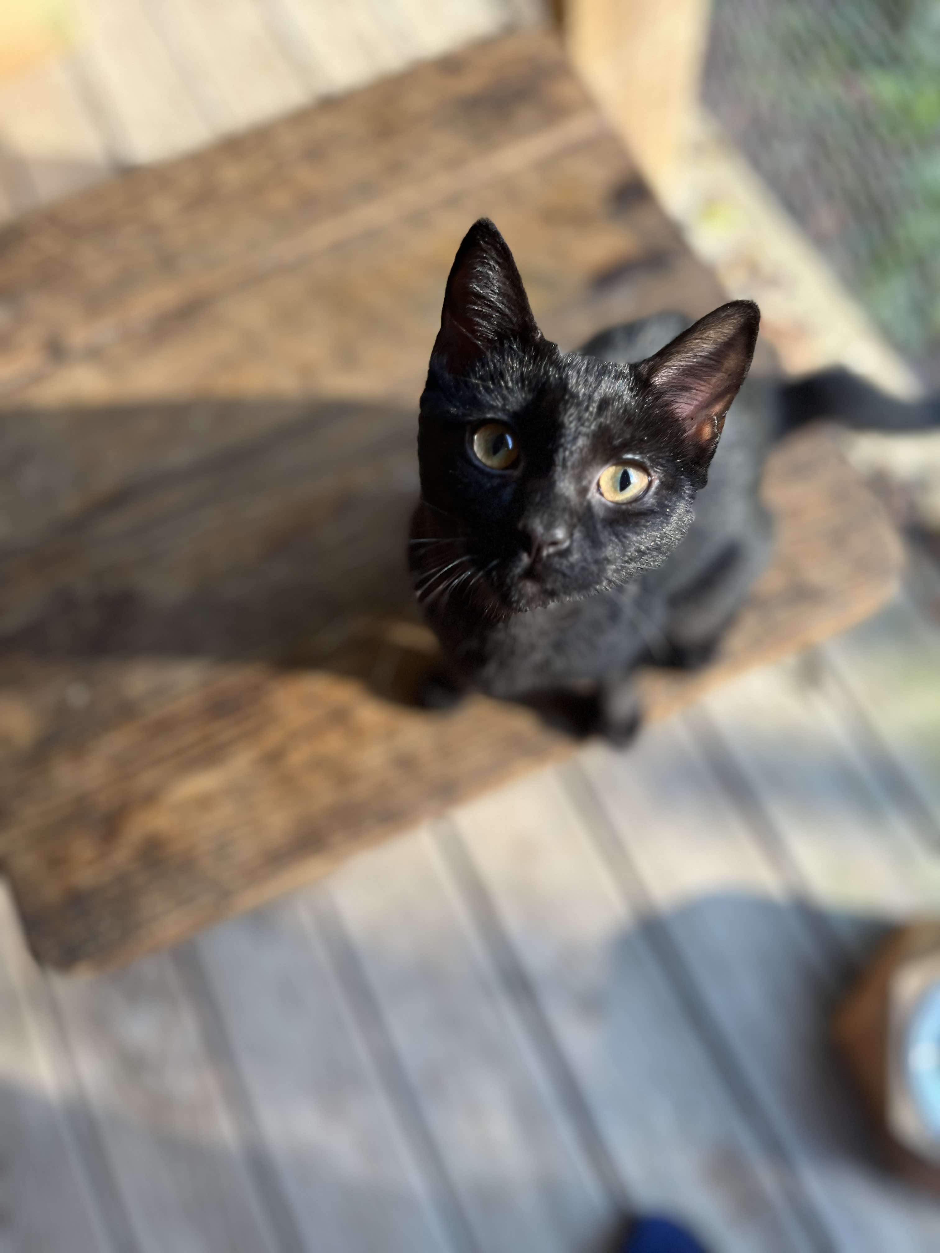 Enlarge Tina, a Adoptable Domestic Short Hair in Londonderry, OH image 5/6