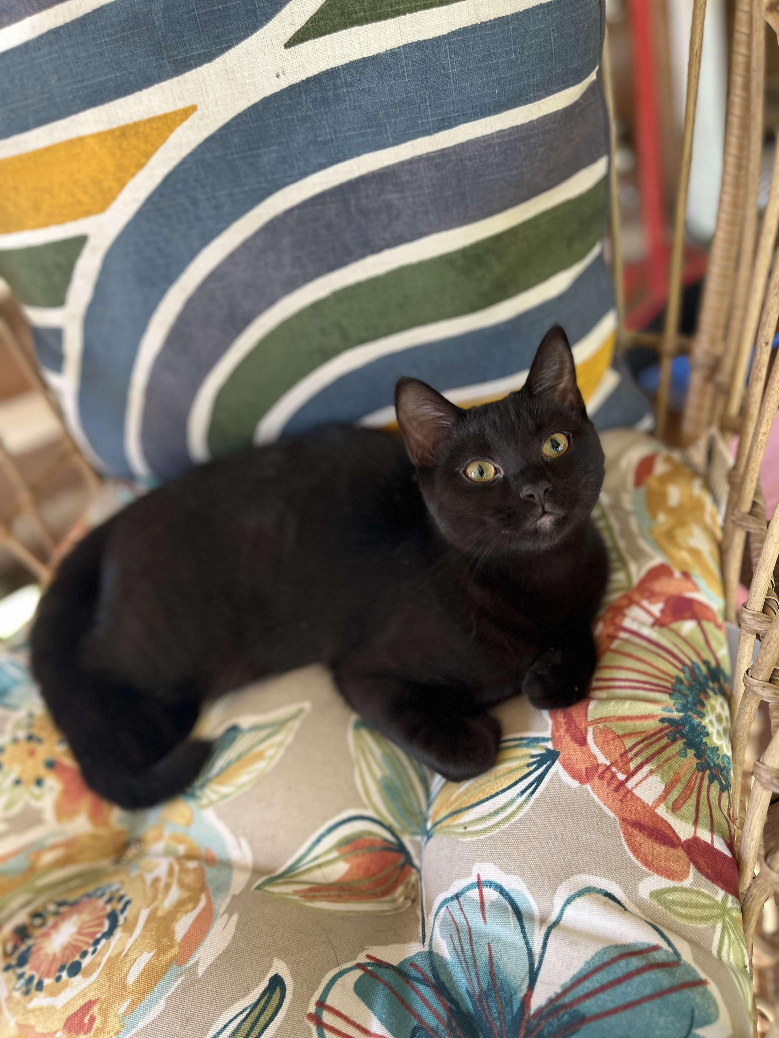 Enlarge Tina, a Adoptable Domestic Short Hair in Londonderry, OH image 6/6