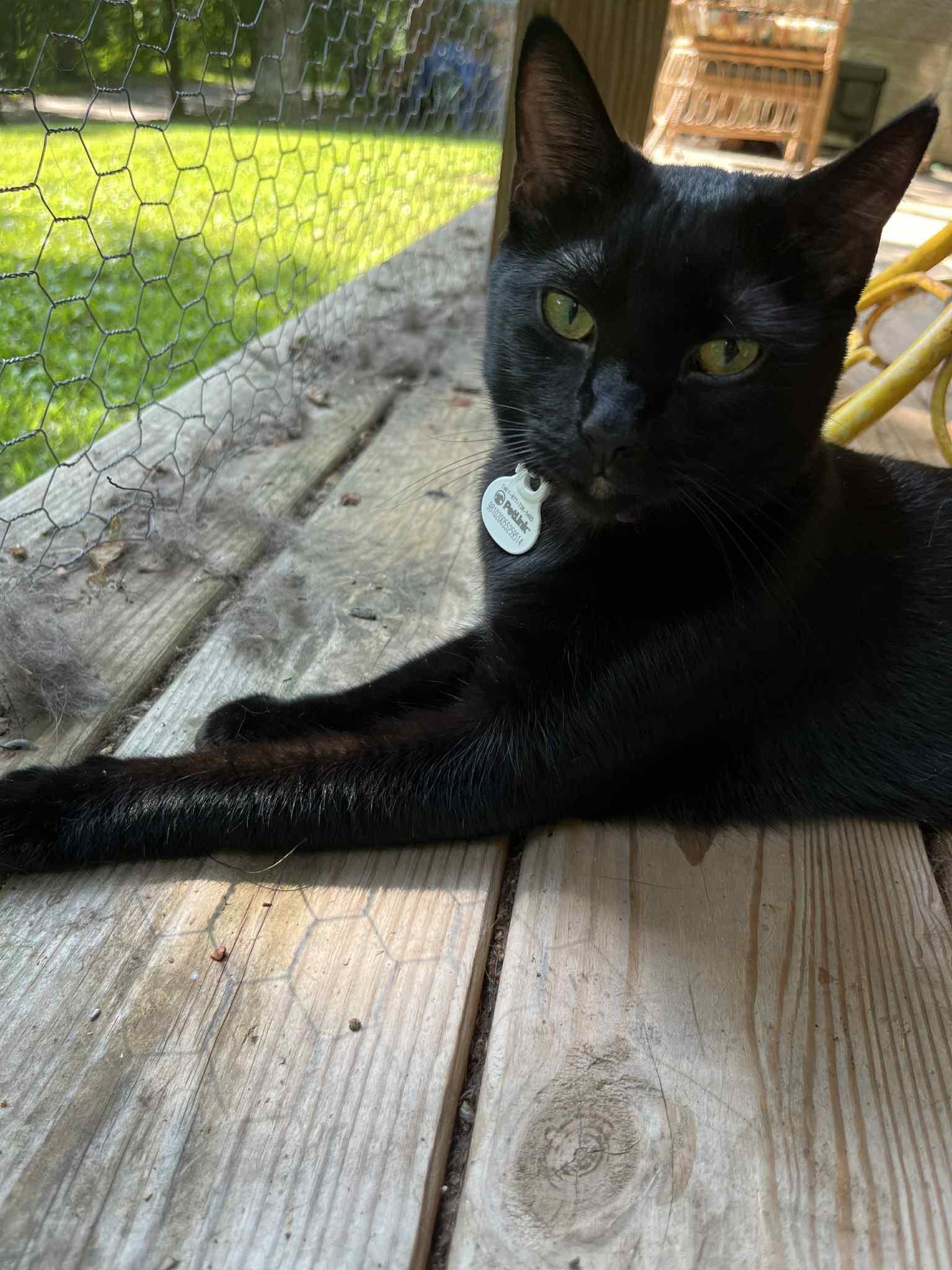 Enlarge Tina, a Adoptable Domestic Short Hair in Londonderry, OH image 4/6