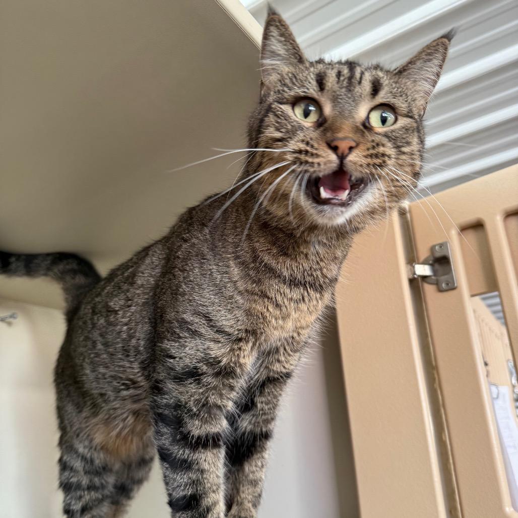 Lacey Law thumbnail 3