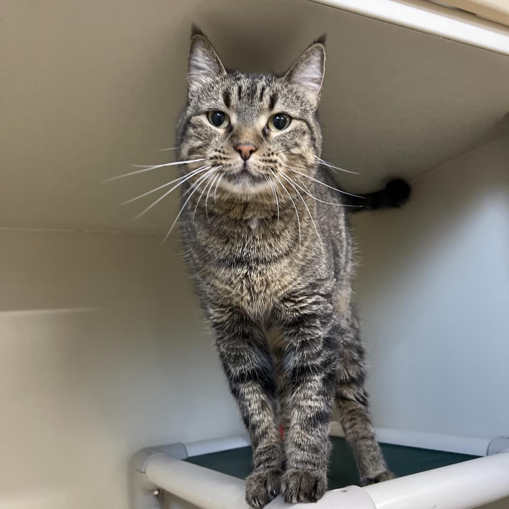 Lacey Law thumbnail 4