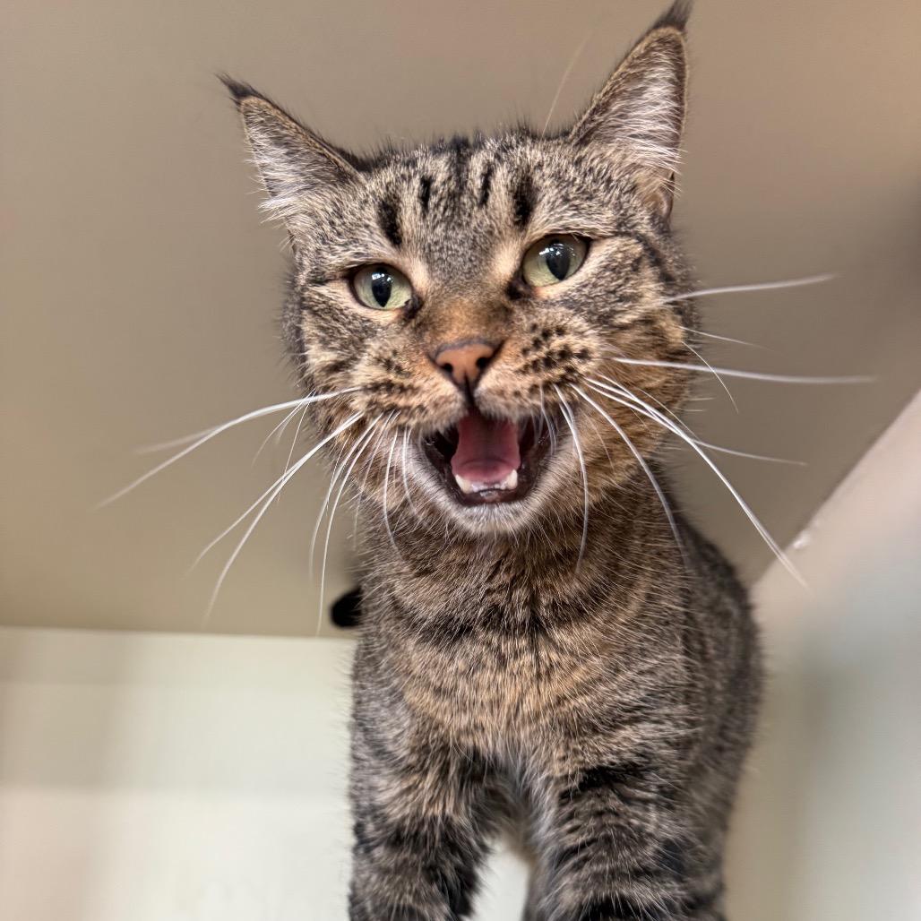 Lacey Law thumbnail 6