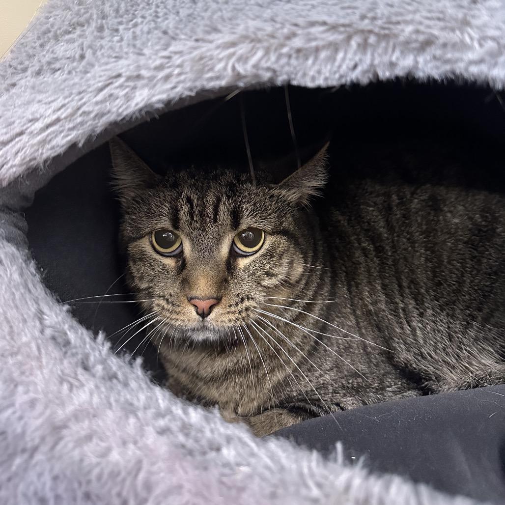 Lacey Law thumbnail 7