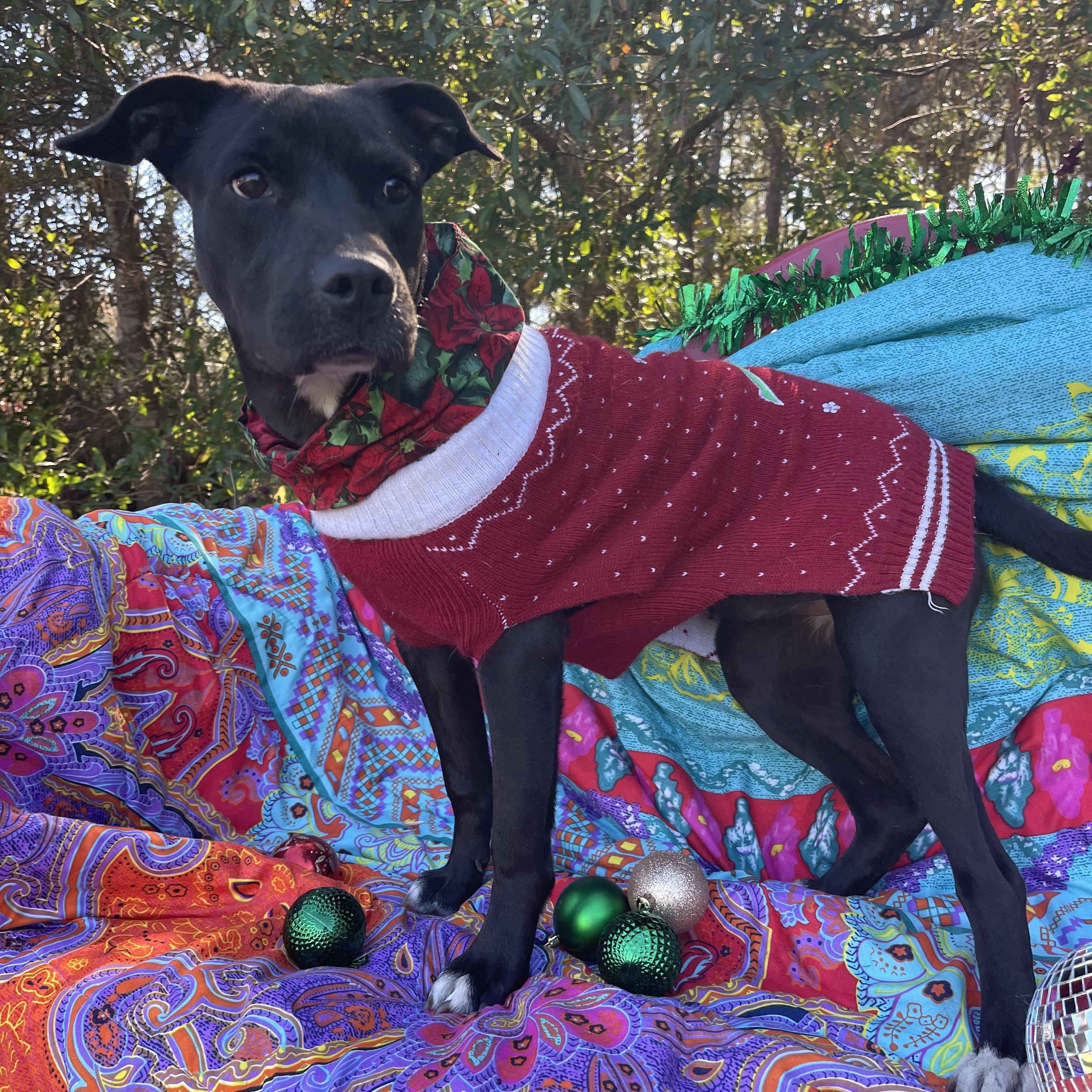 Enlarge Carla, a ADOPTABLE mixed breed in Sebring, FL image 2/6