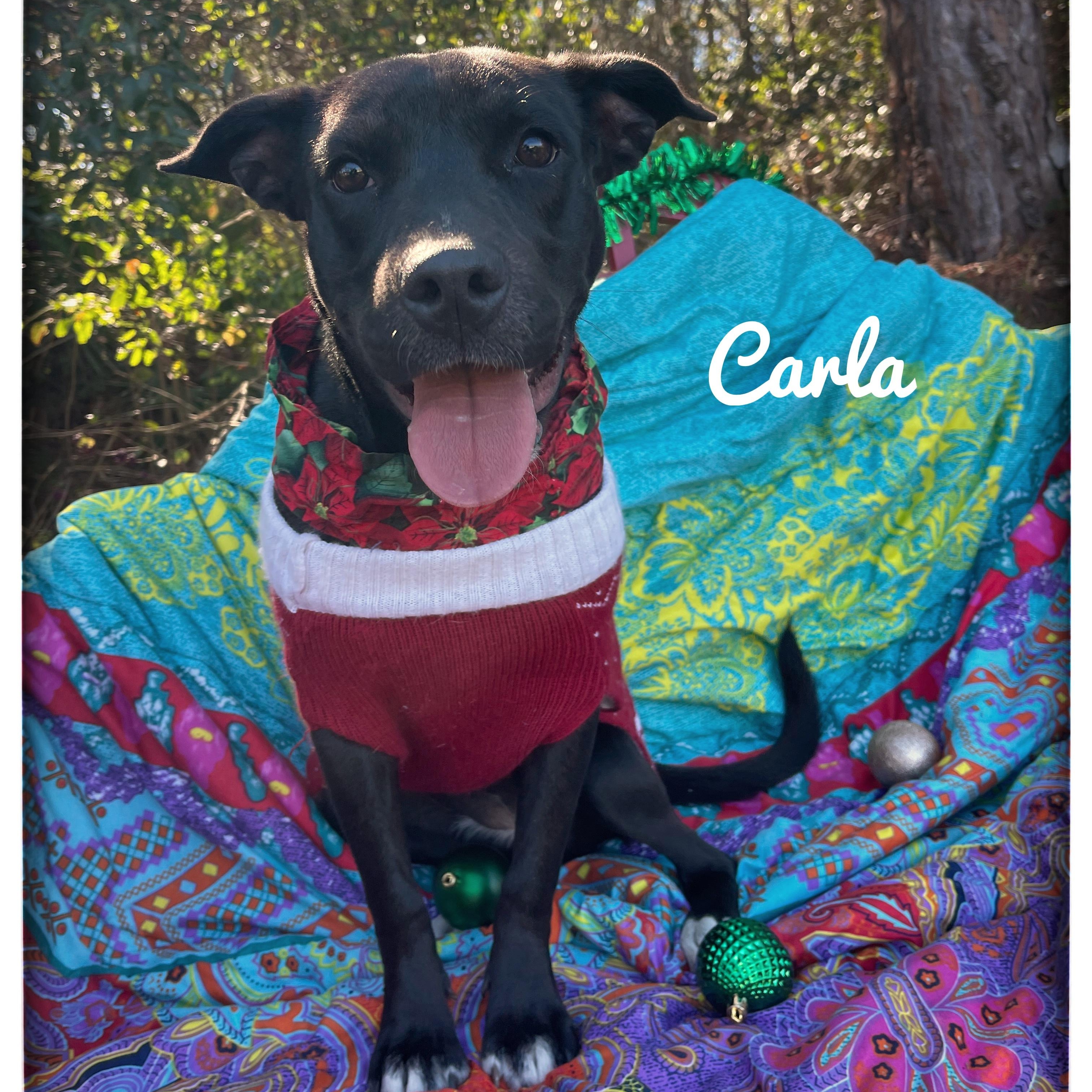 Enlarge Carla, a ADOPTABLE mixed breed in Sebring, FL image 1/6