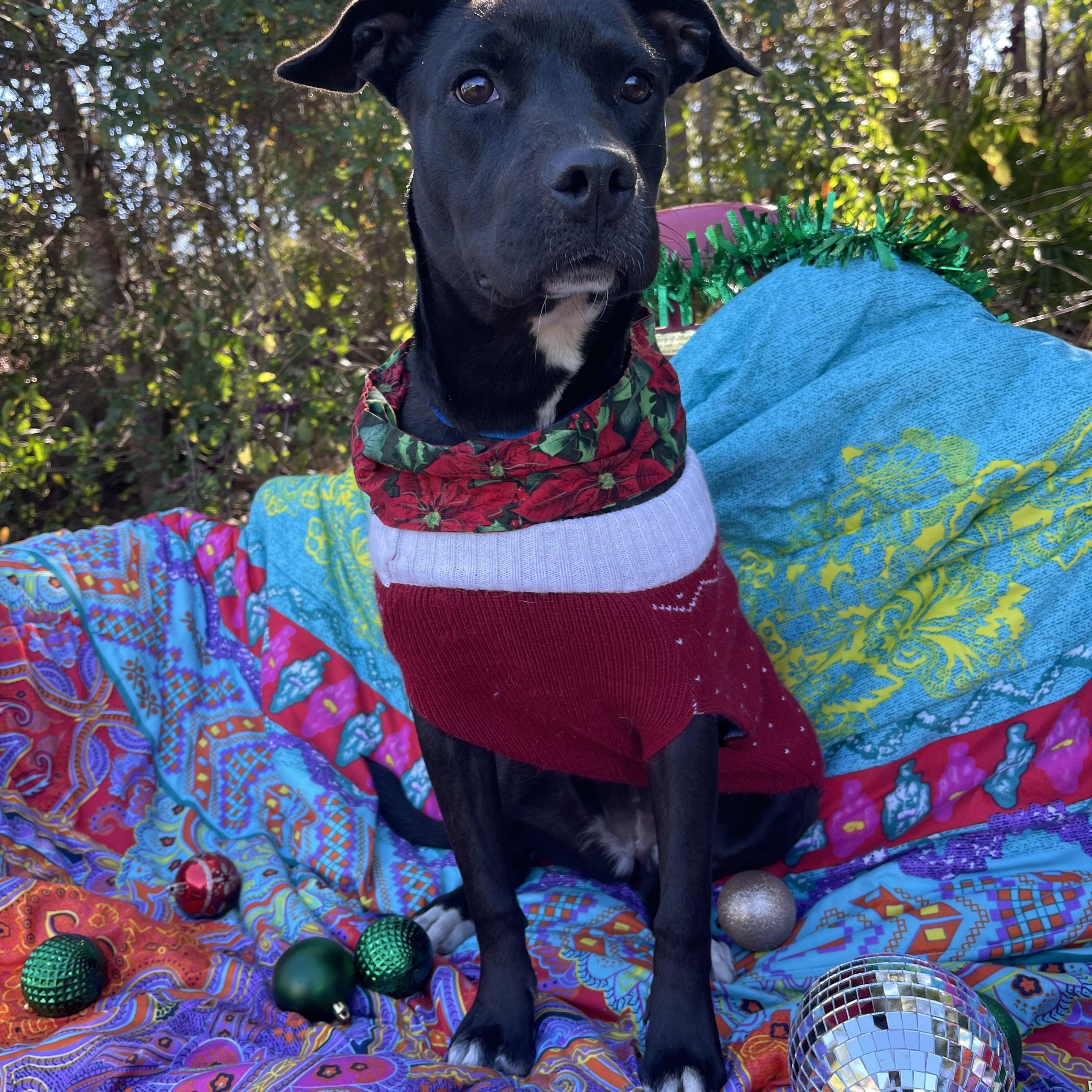 Enlarge Carla, a ADOPTABLE mixed breed in Sebring, FL image 3/6