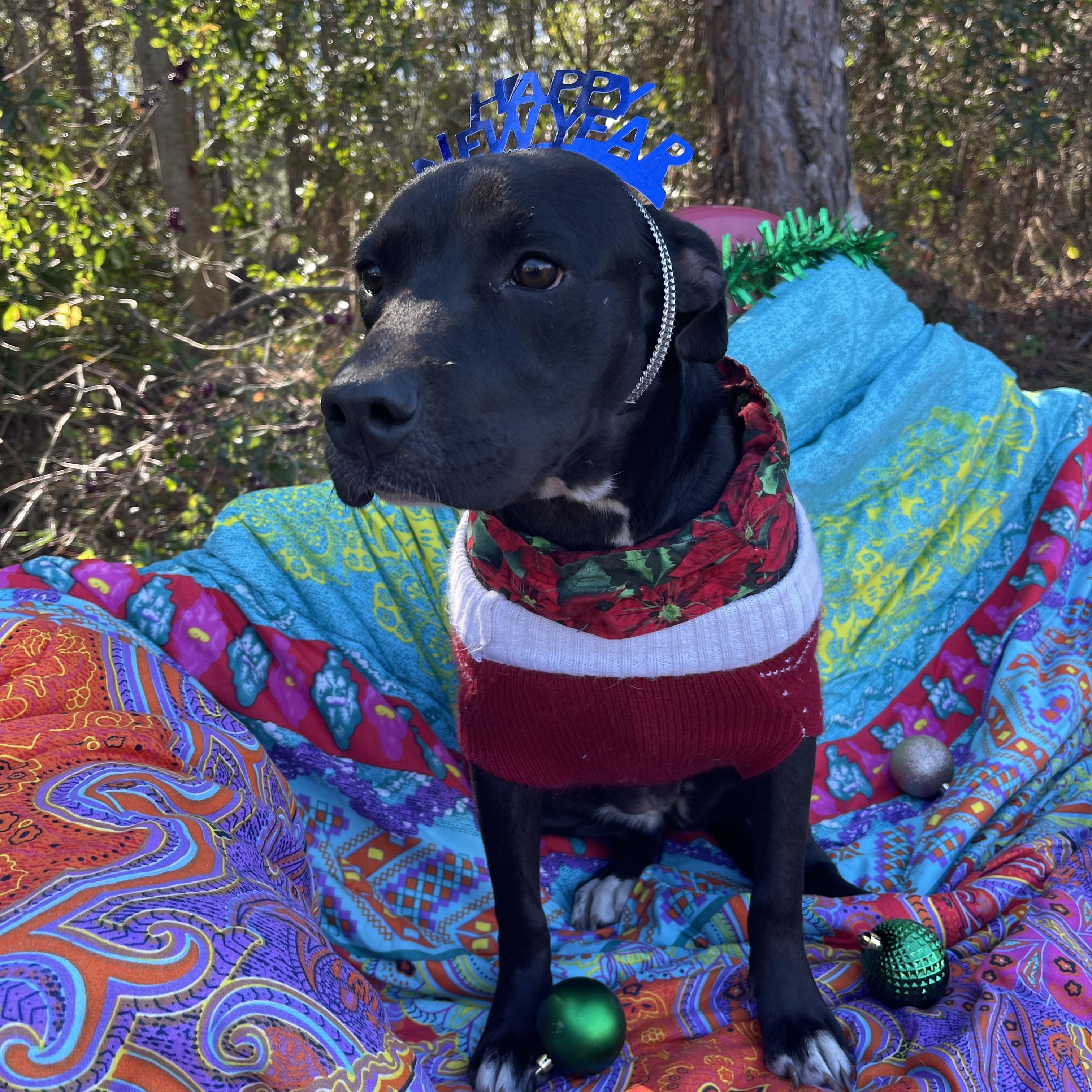 Enlarge Carla, a ADOPTABLE mixed breed in Sebring, FL image 5/6