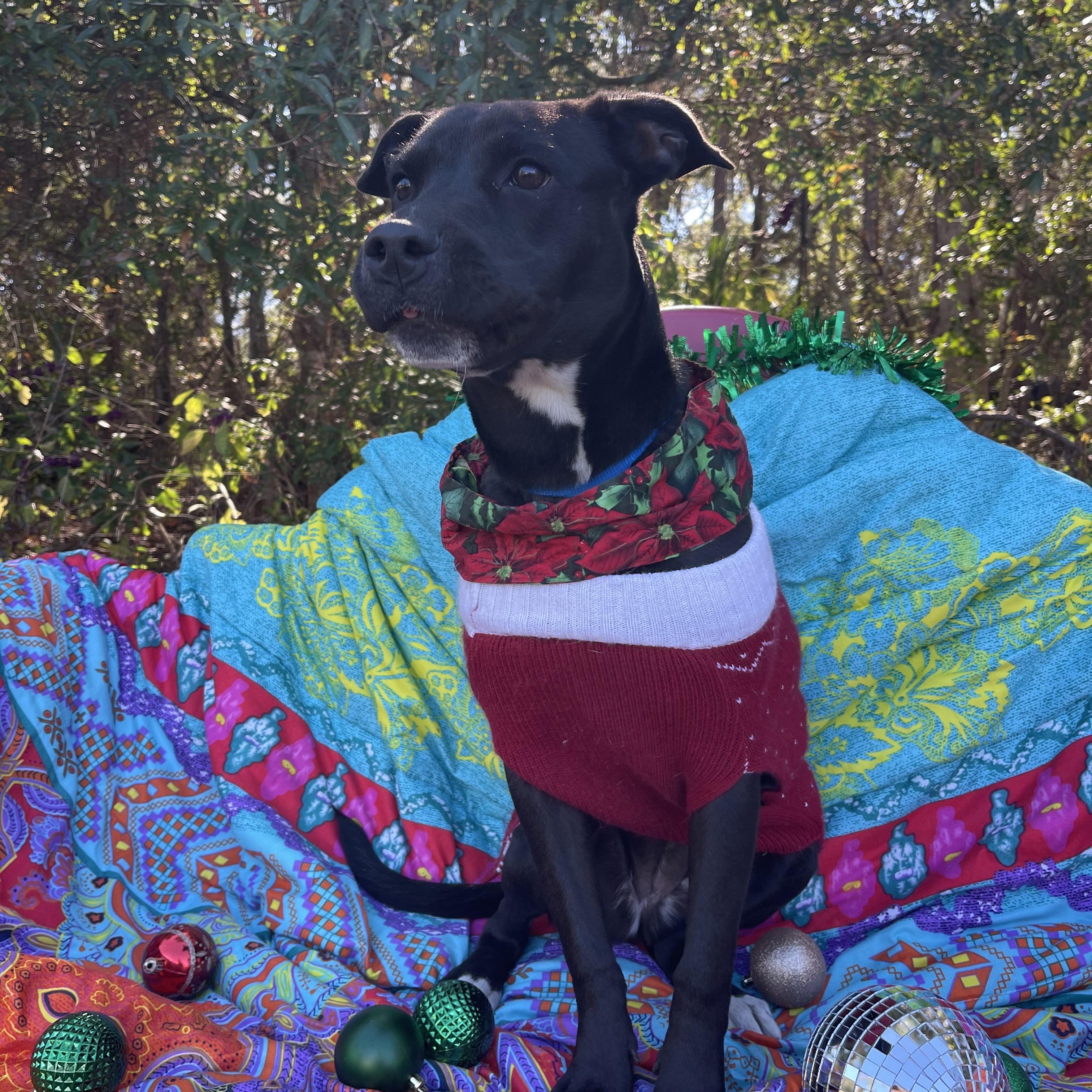 Enlarge Carla, a ADOPTABLE mixed breed in Sebring, FL image 4/6