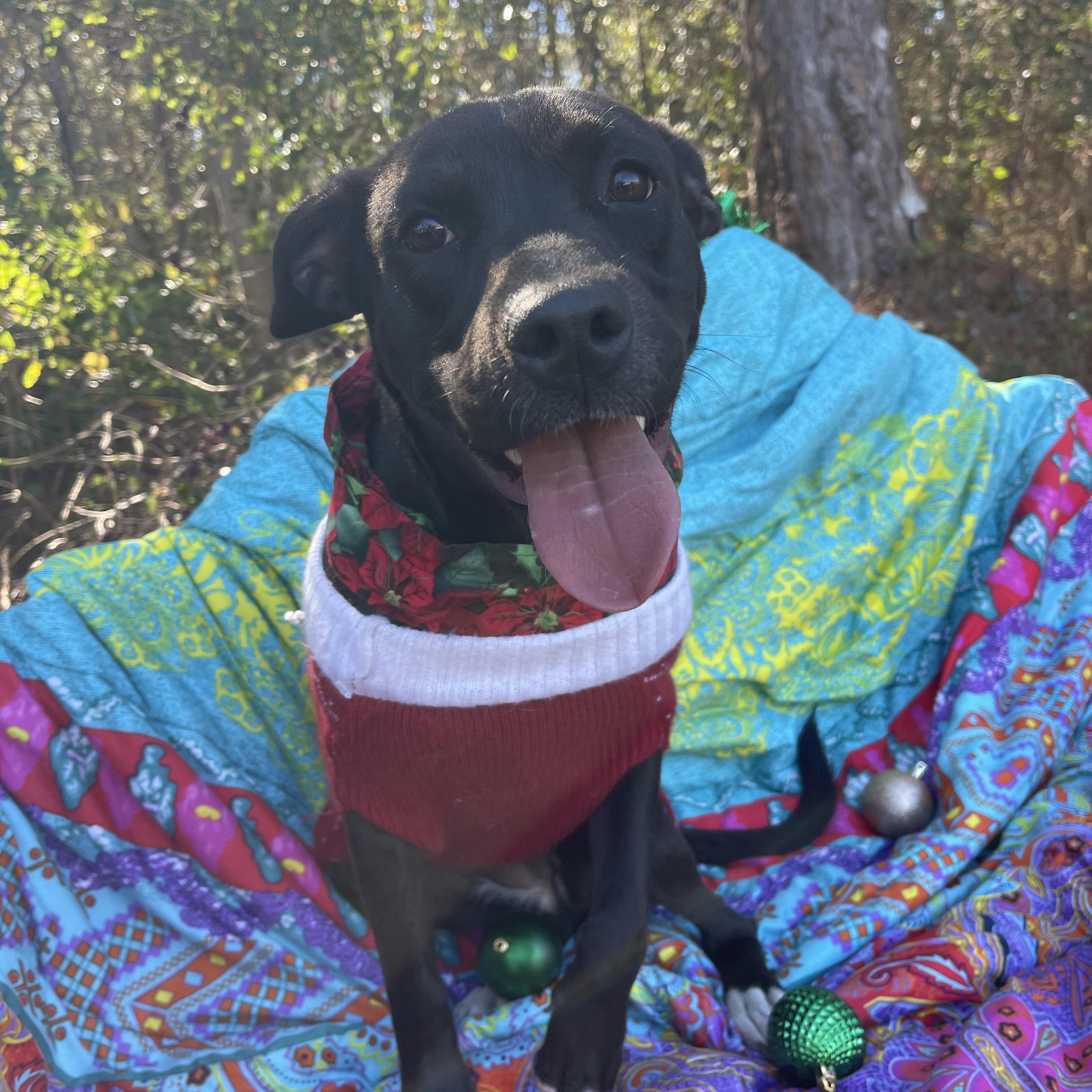 Enlarge Carla, a ADOPTABLE mixed breed in Sebring, FL image 6/6
