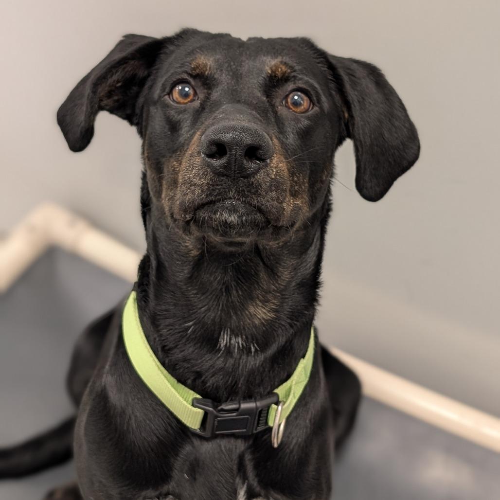 Lacey, Adoptable, Adult Female Mixed Breed.