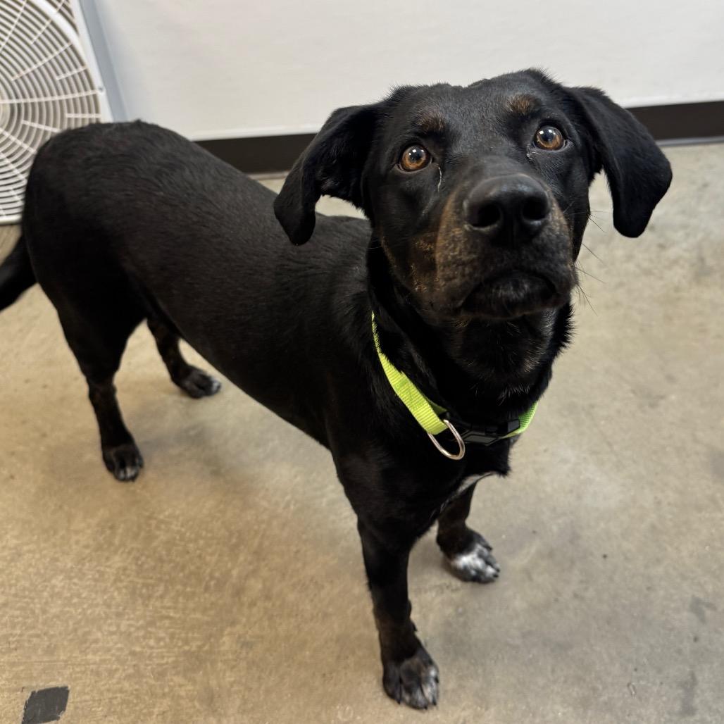 Enlarge Lacey, a Adoptable Mixed Breed in Washington Township, OH image 2/6
