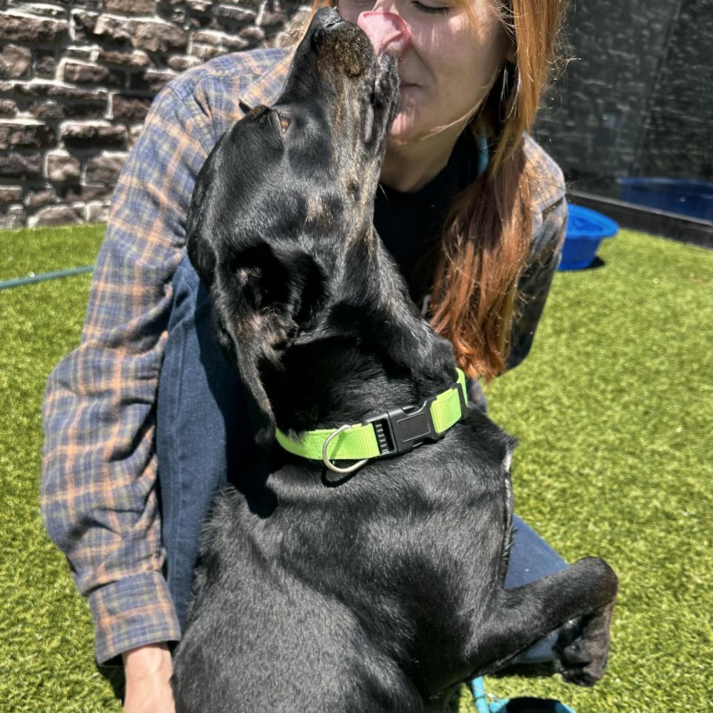 Enlarge Lacey, a Adoptable Mixed Breed in Washington Township, OH image 3/6