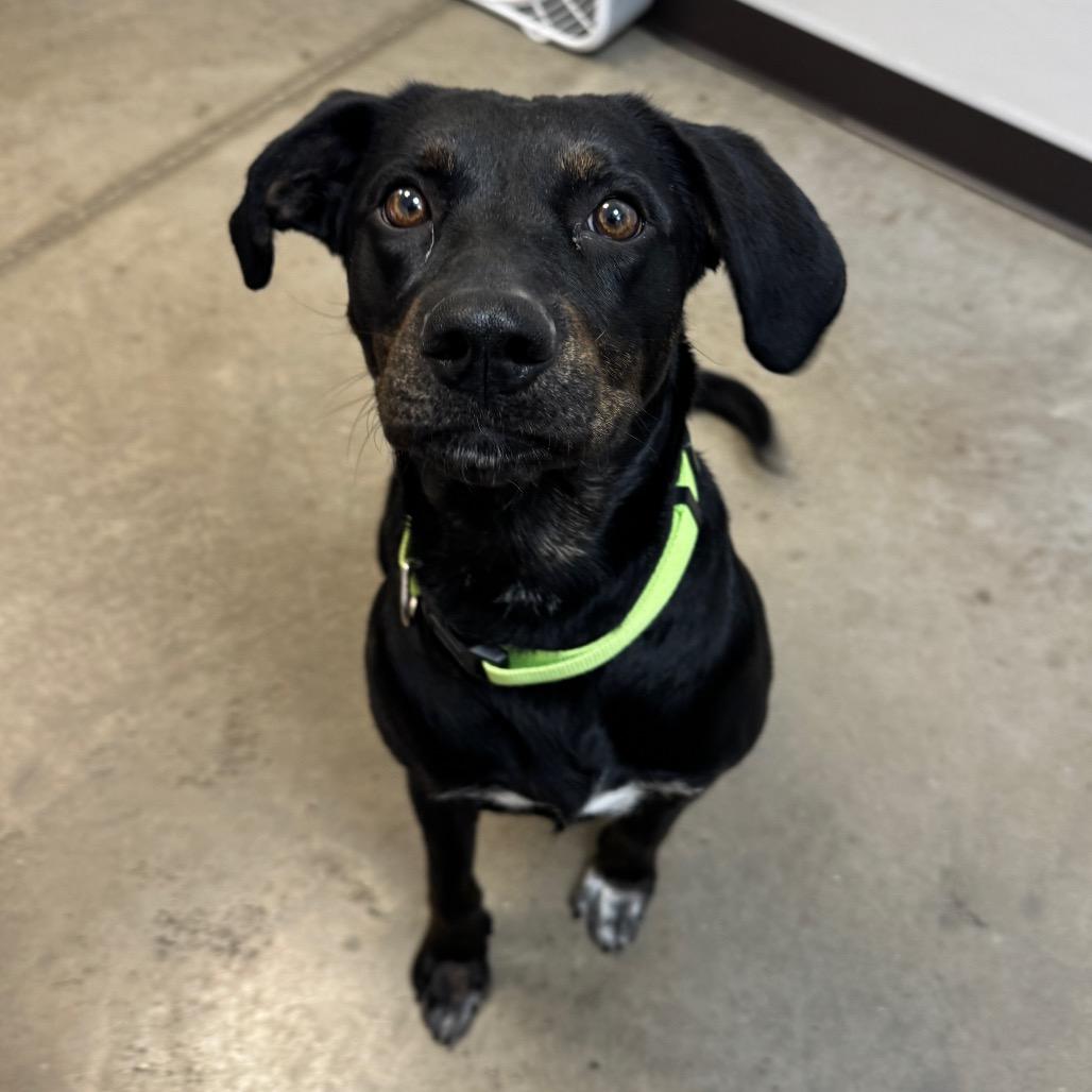 Enlarge Lacey, a Adoptable Mixed Breed in Washington Township, OH image 4/6