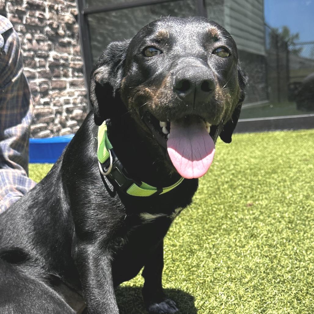Enlarge Lacey, a Adoptable Mixed Breed in Washington Township, OH image 5/6