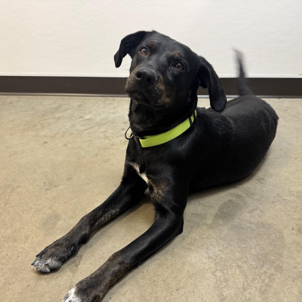 Enlarge Lacey, a Adoptable Mixed Breed in Washington Township, OH image 6/6