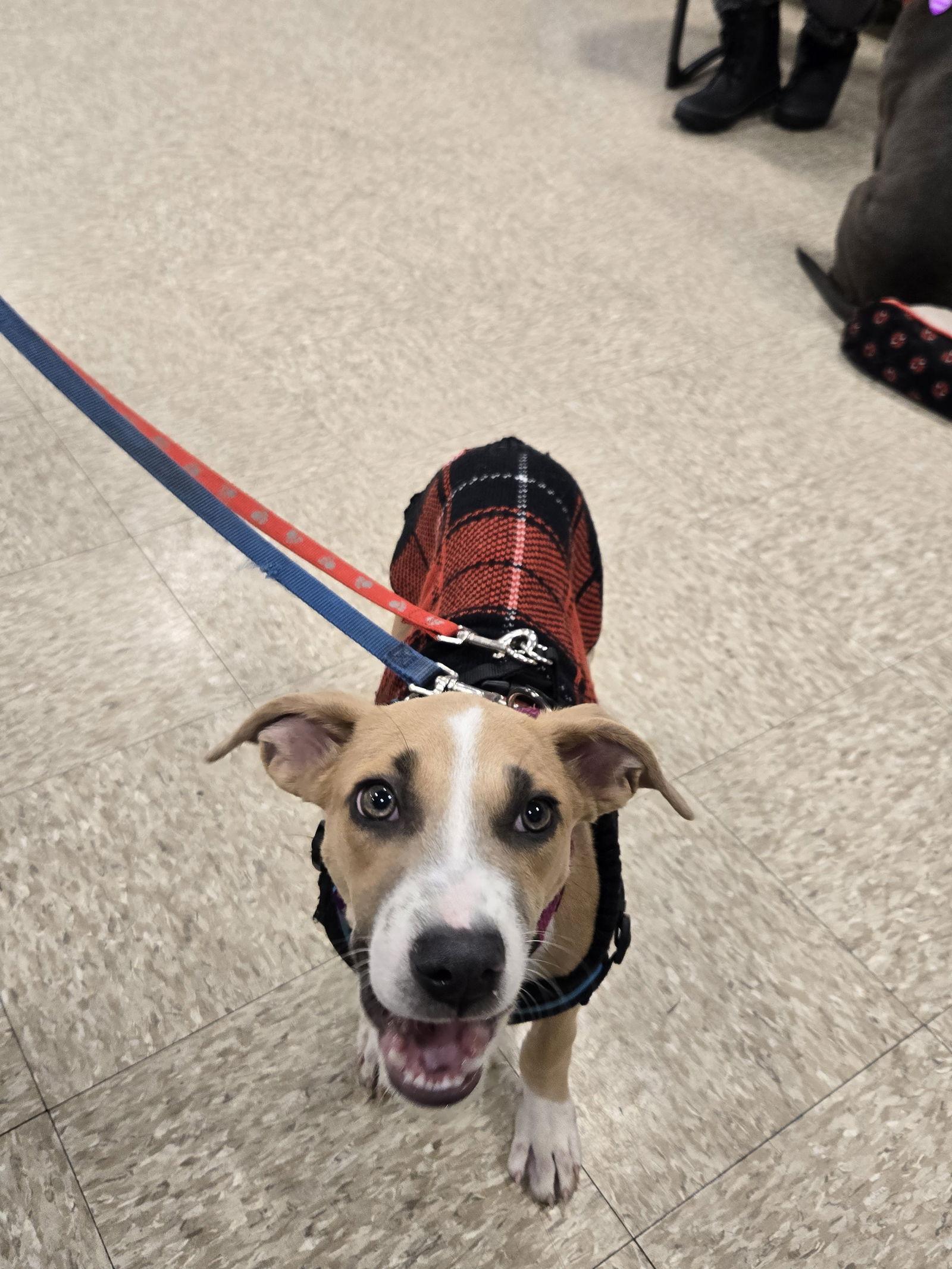 Teeter, a Adopted Pit Bull Terrier in Minneapolis, MN image 2/3