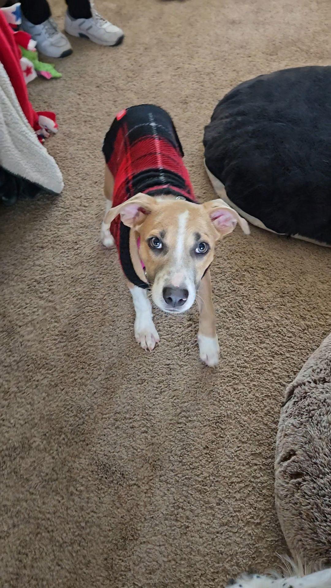 Teeter, a Adopted Pit Bull Terrier in Minneapolis, MN image 3/3