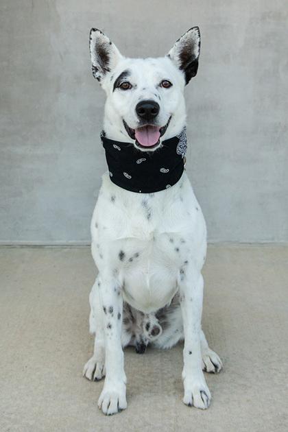 Enlarge Mack, a Adoptable mixed breed in Longmont, CO image 1/3