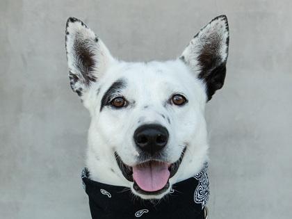 Enlarge Mack, a Adoptable mixed breed in Longmont, CO image 2/3