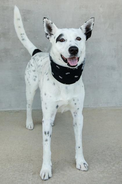 Enlarge Mack, a Adoptable mixed breed in Longmont, CO image 3/3