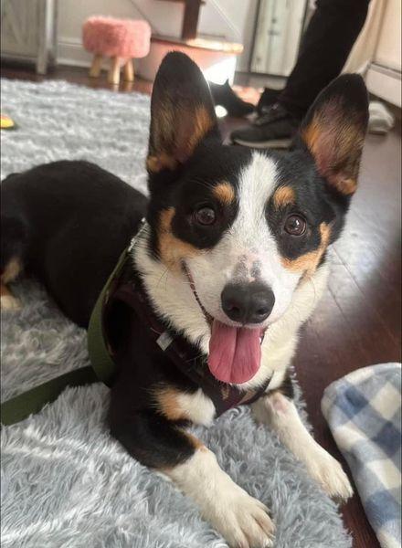 Smores, Adoptable, Young Male Corgi.