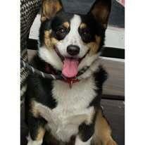 Smores, a Adoptable Corgi in Huntington, NY image 2/5