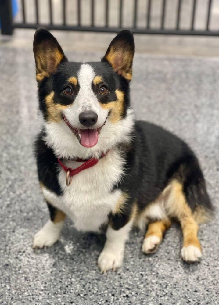 Smores, a Adoptable Corgi in Huntington, NY image 3/5