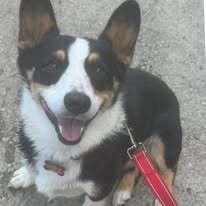 Smores, a Adoptable Corgi in Huntington, NY image 5/5