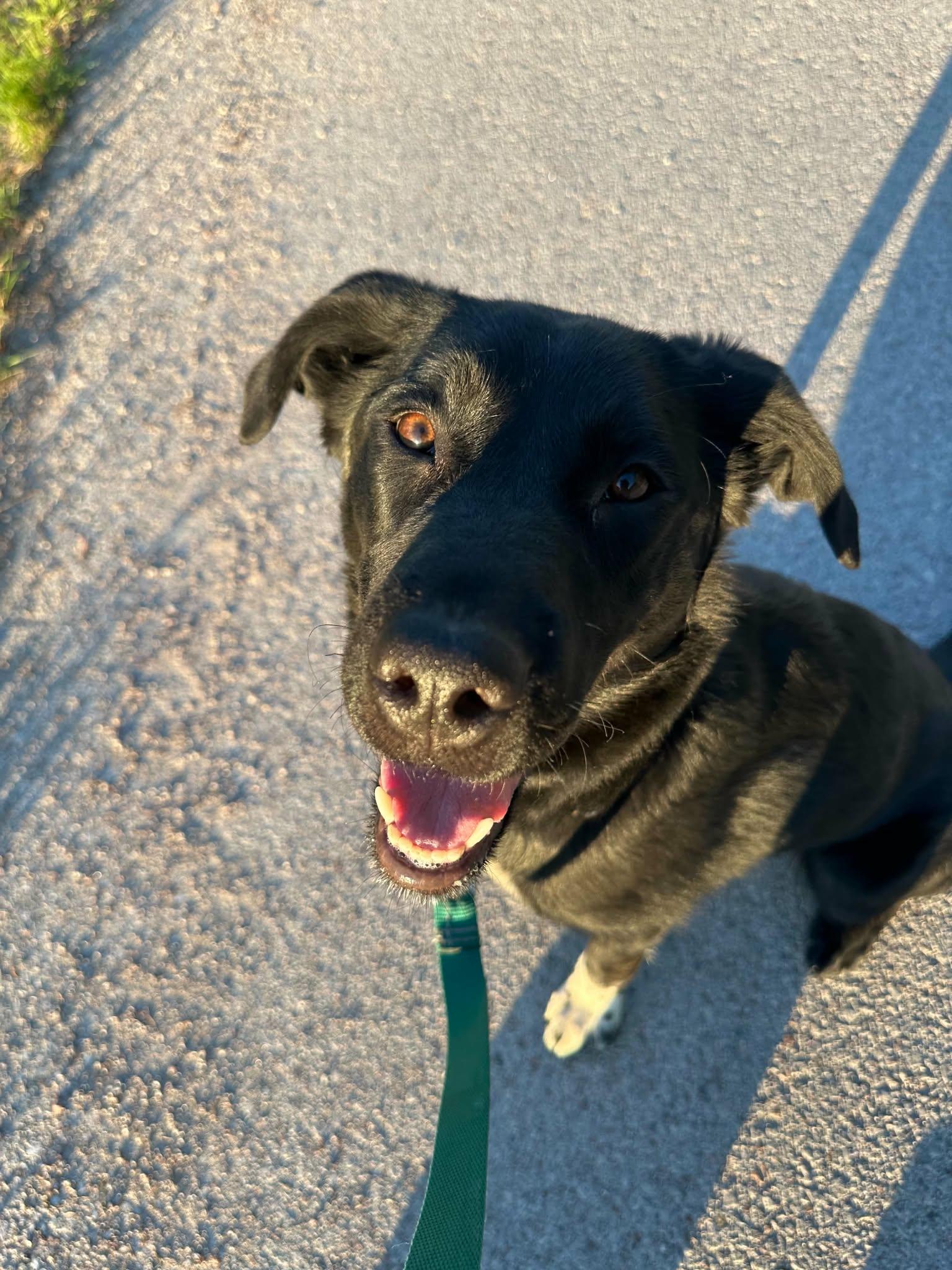 Enlarge Saphire, a ADOPTABLE mixed breed in Fort Smith, NT image 4/4