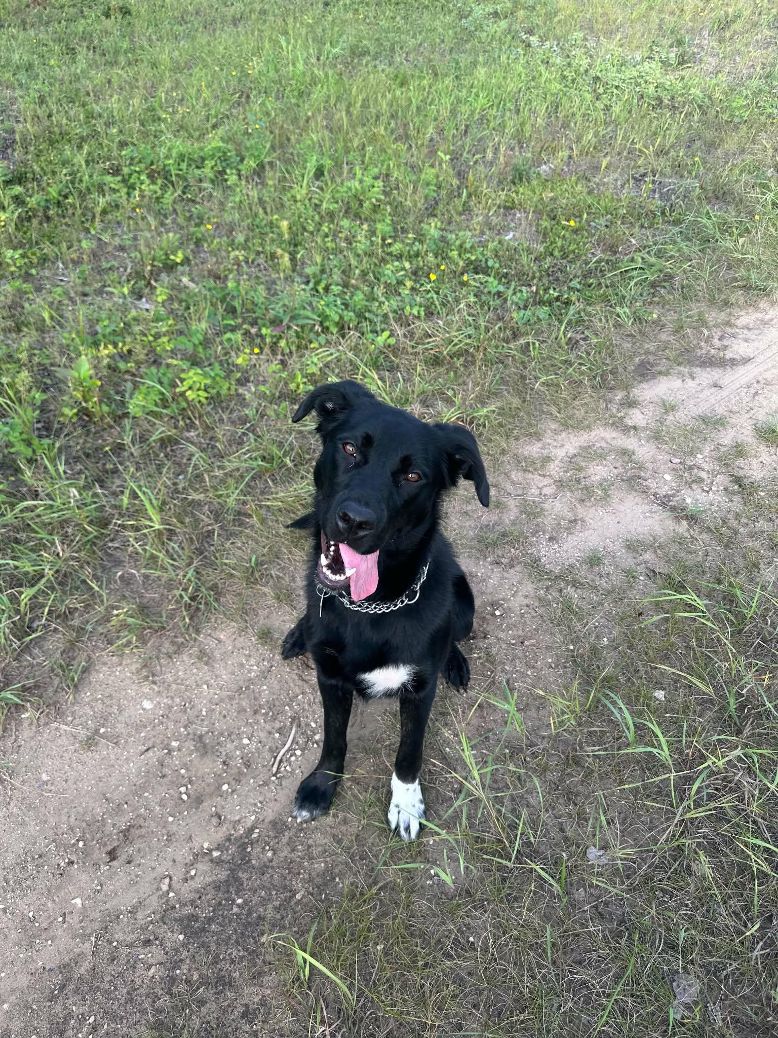 Saphire, ADOPTABLE, Adult Female Black Labrador Retriever.