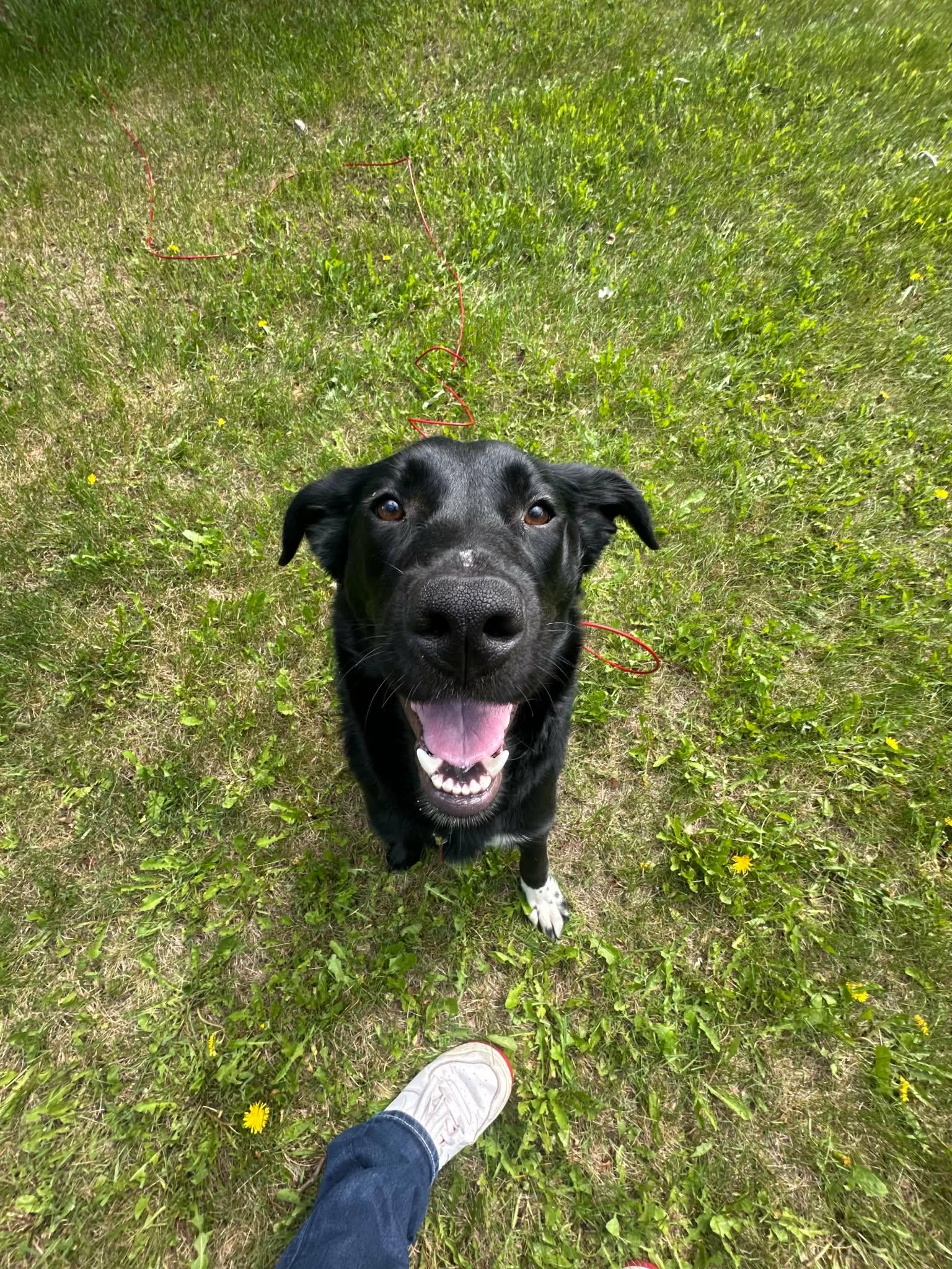 Enlarge Saphire, a ADOPTABLE mixed breed in Fort Smith, NT image 3/4