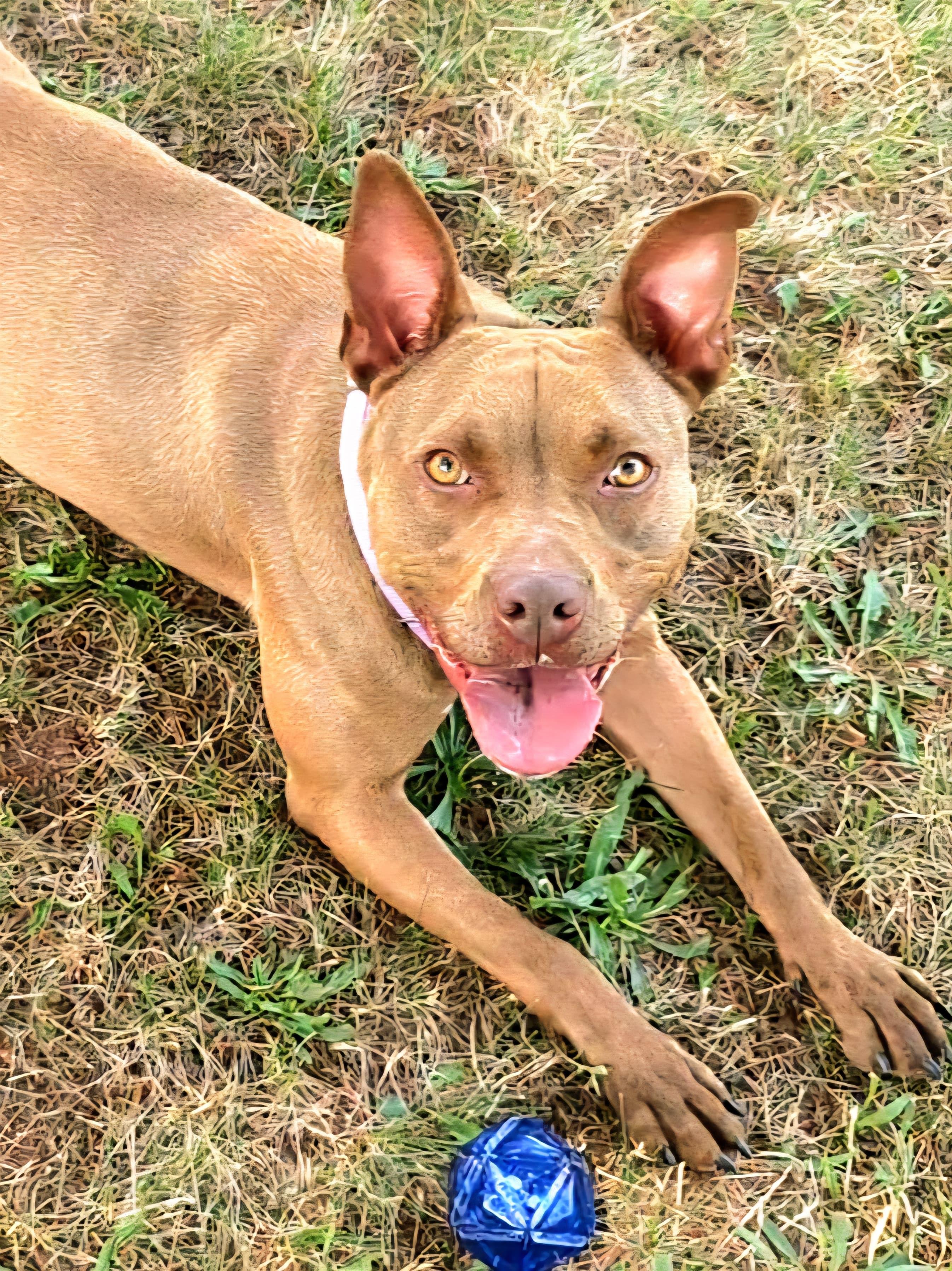Prancer, a Adoptable Pit Bull Terrier in Somerset, NJ image 1/5