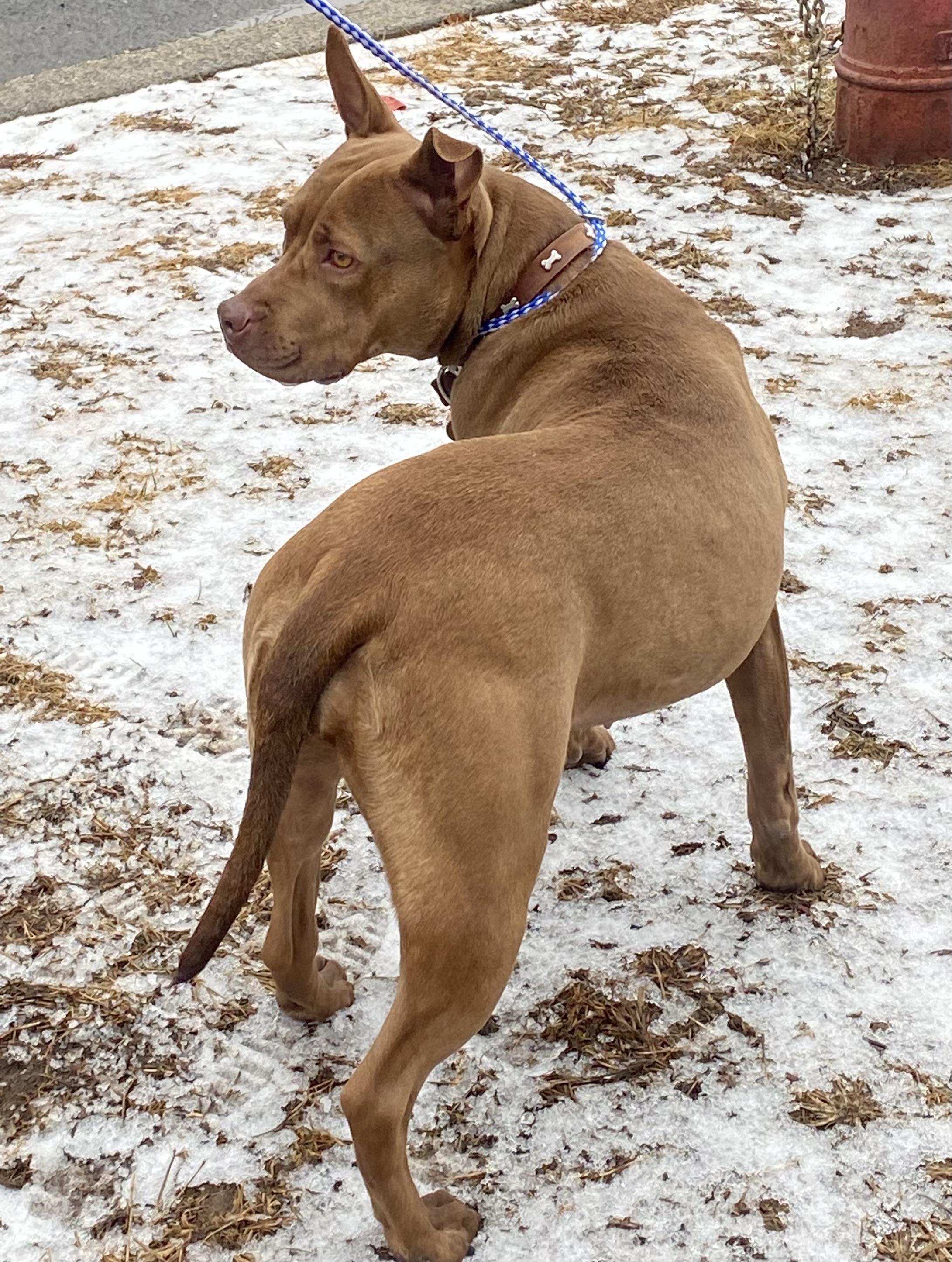 Prancer, Adoptable, Adult Female Pit Bull Terrier.