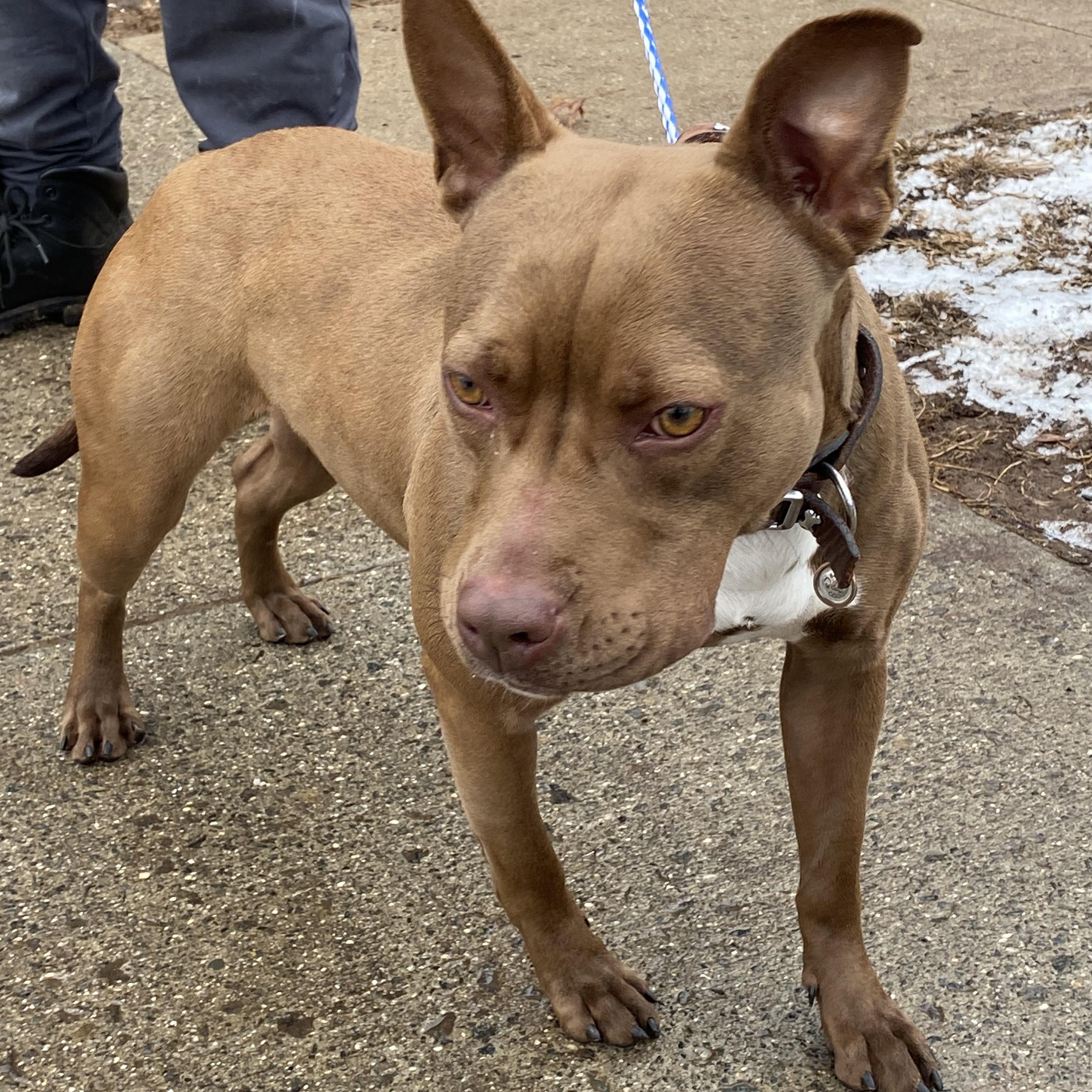 Prancer, a Adoptable Pit Bull Terrier in Somerset, NJ image 3/5