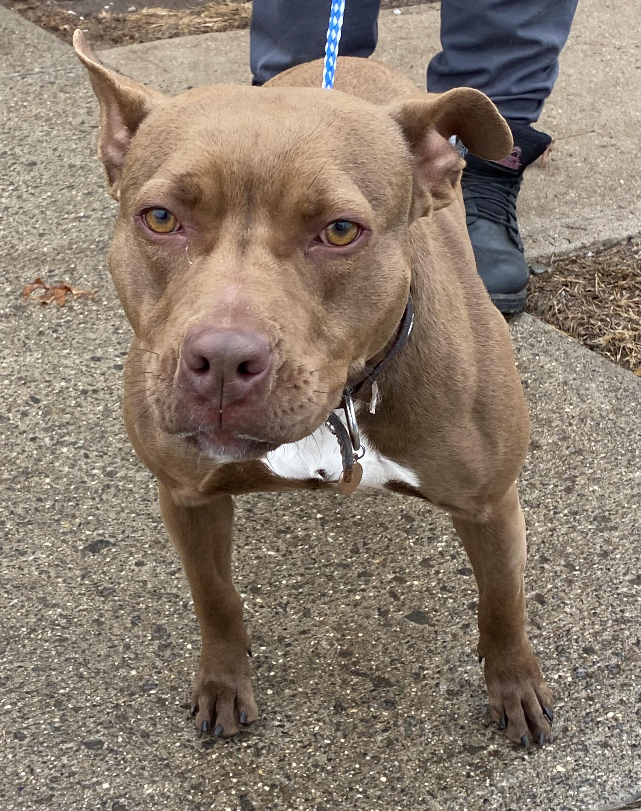 Prancer, a Adoptable Pit Bull Terrier in Somerset, NJ image 4/5