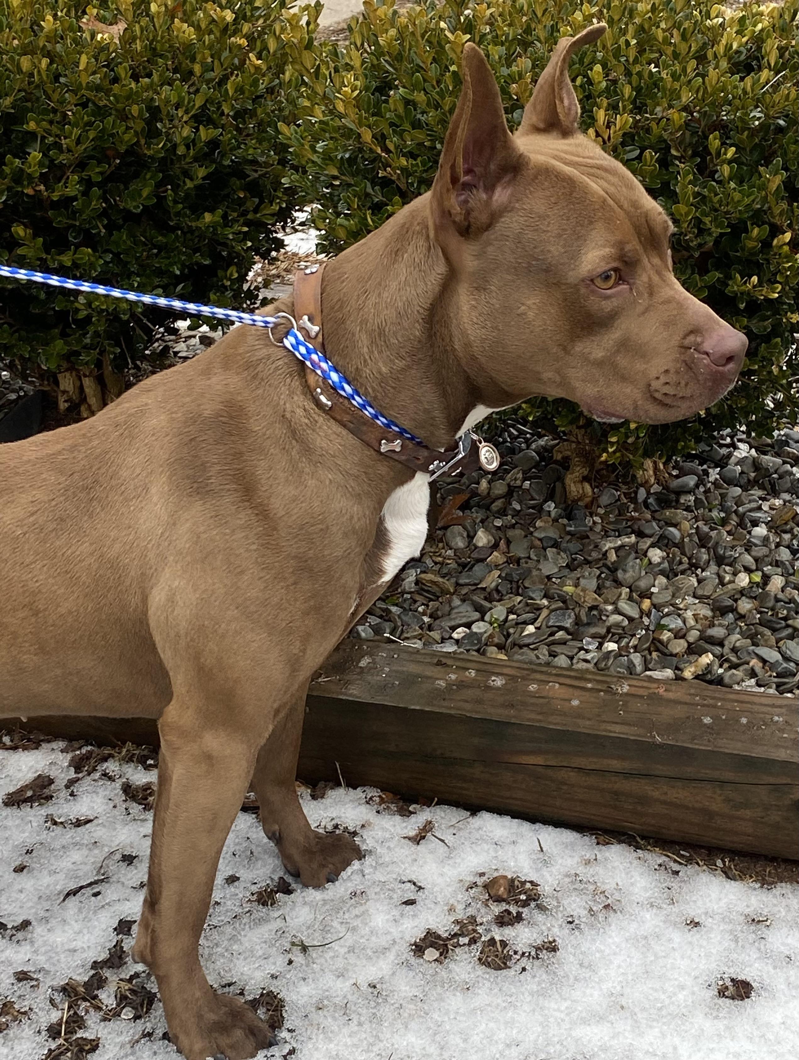 Prancer, a Adoptable Pit Bull Terrier in Somerset, NJ image 5/5
