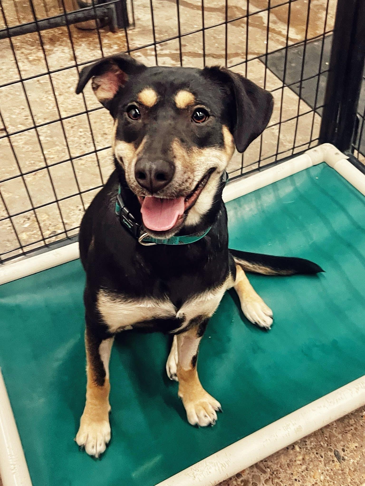 Darla, adoptable, Adult Female Rottweiler & Shepherd.