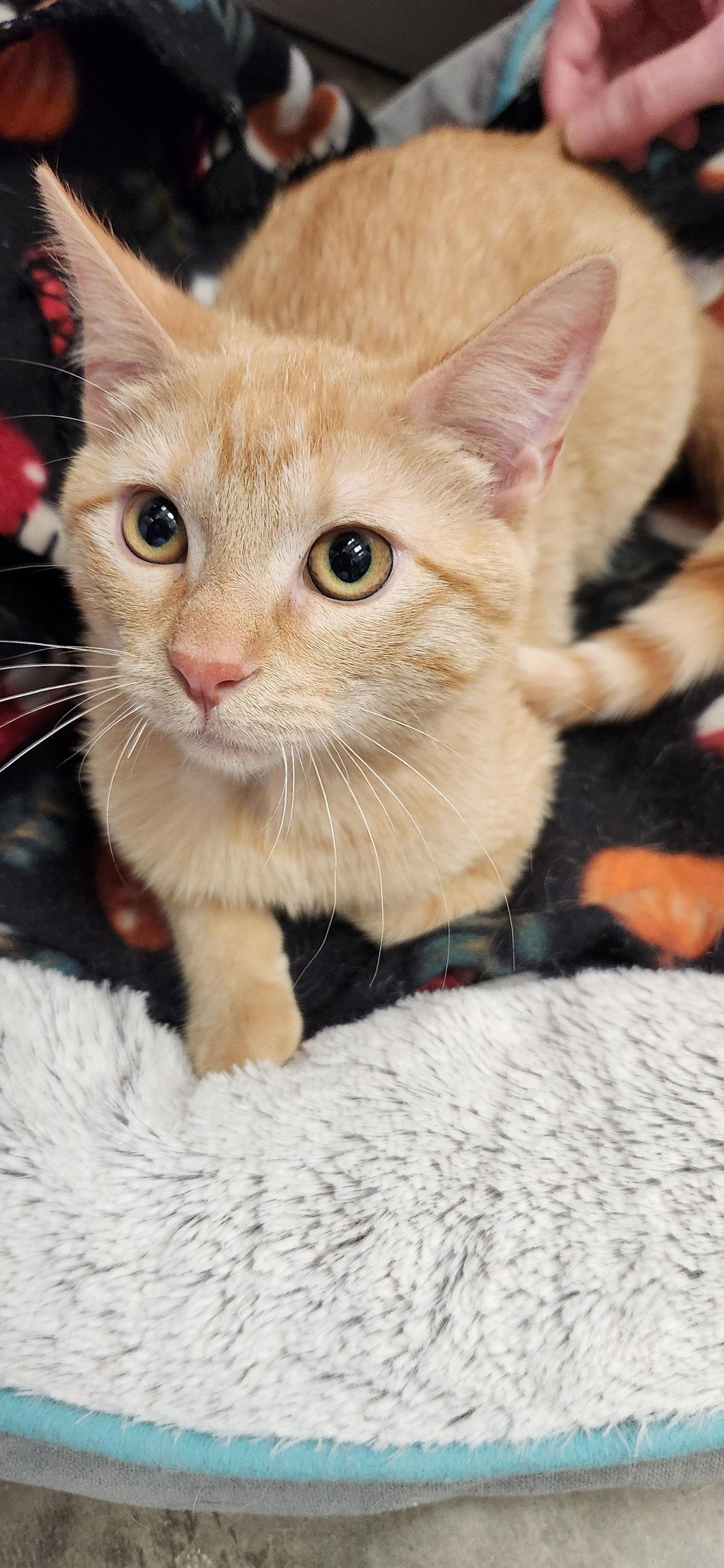 Enlarge Otto, a Adoptable mixed breed in Clinton, OK image 2/3