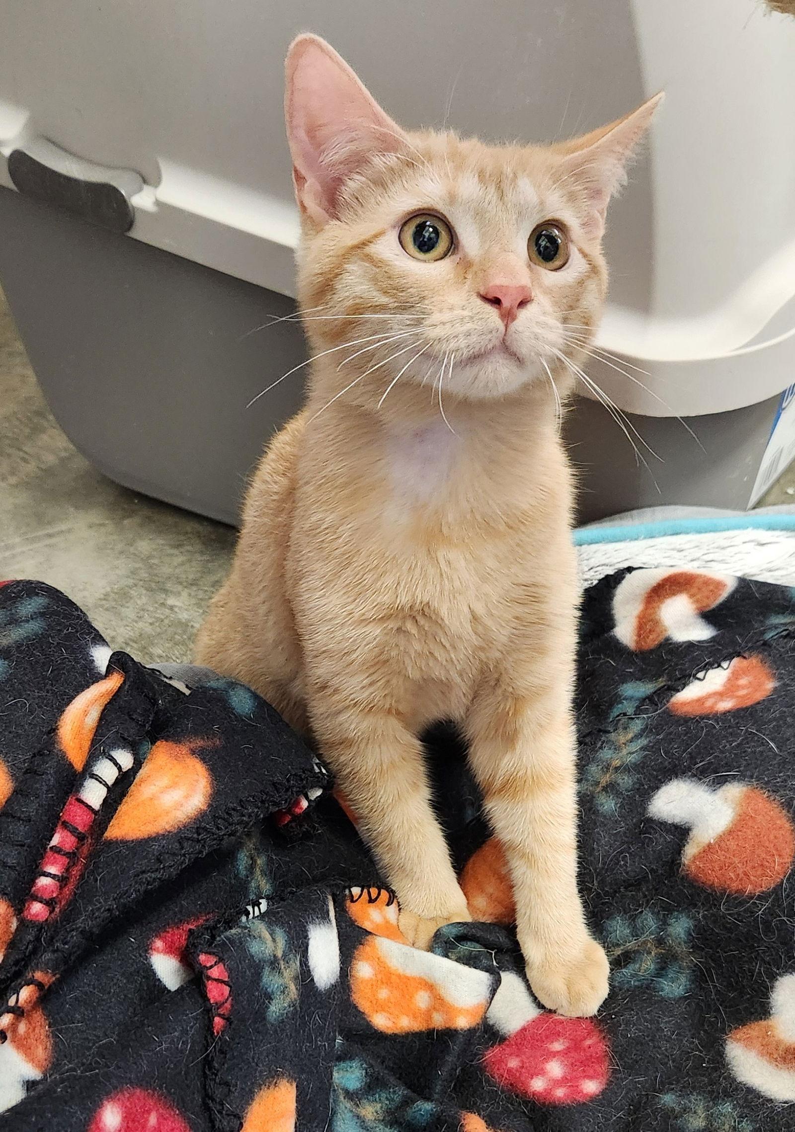 Enlarge Otto, a Adoptable mixed breed in Clinton, OK image 3/3