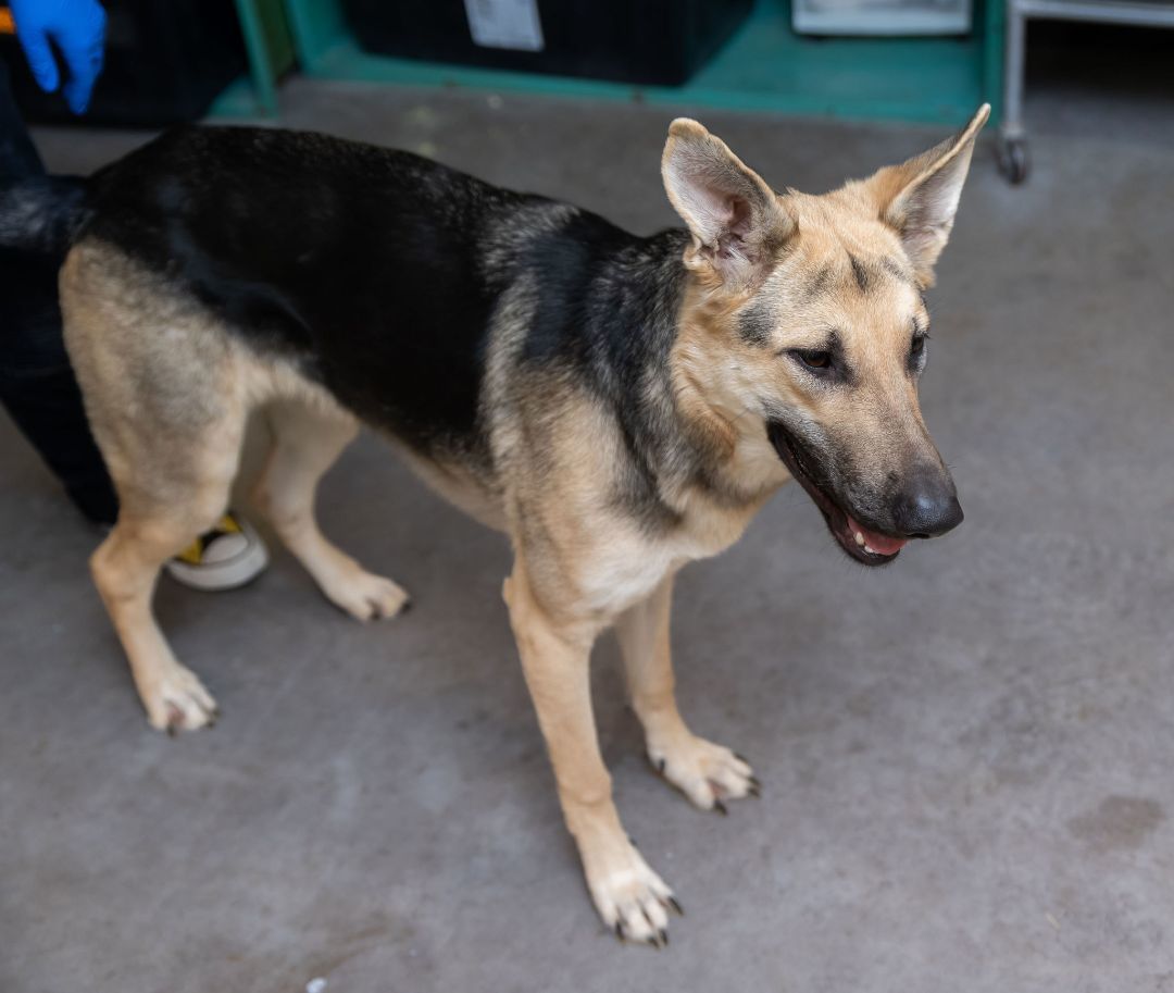 Betsy, Adopted, Young Female German Shepherd Dog.