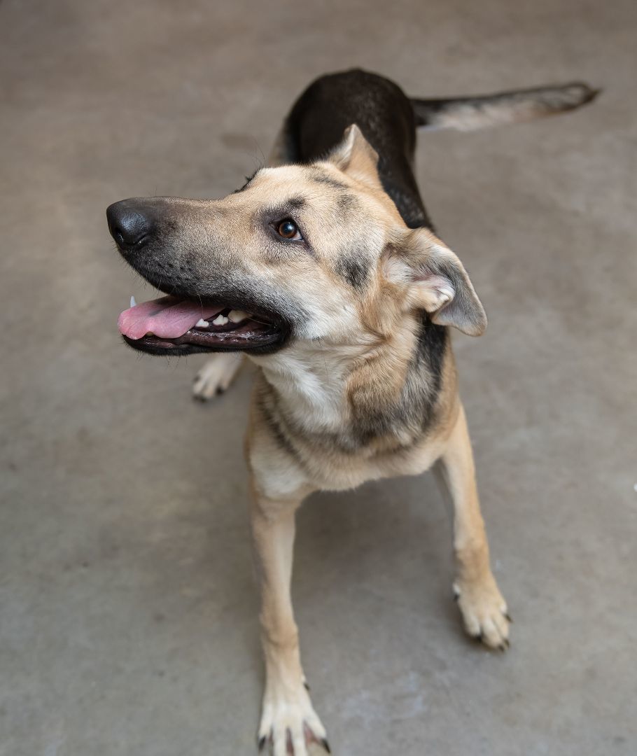 Enlarge Betsy, a Adopted German Shepherd Dog in Fort Madison, IA image 2/5