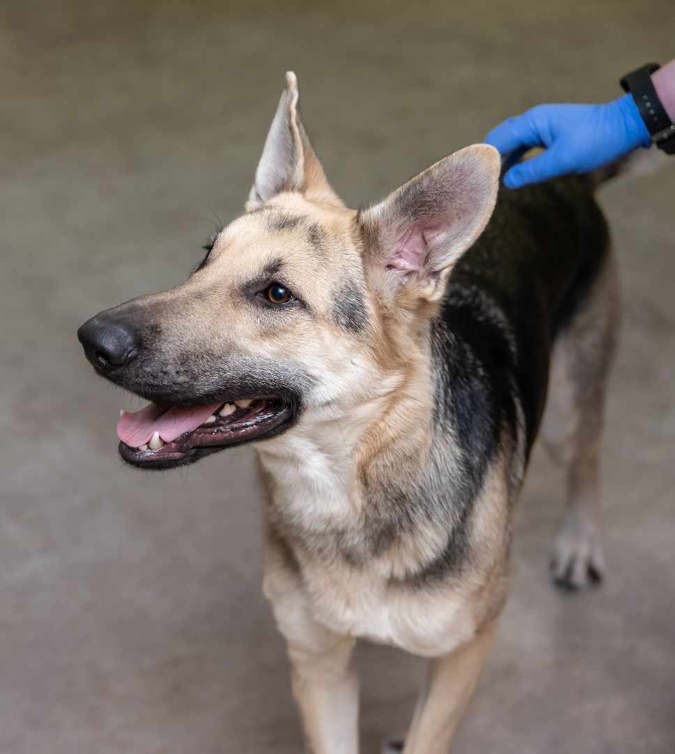 Enlarge Betsy, a Adopted German Shepherd Dog in Fort Madison, IA image 4/5