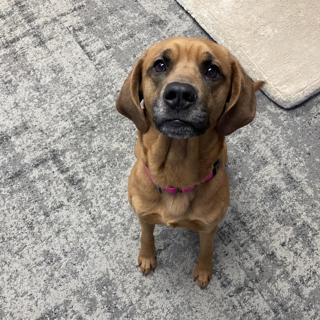 Enlarge Willow, a Adoptable Redbone Coonhound in Attica, NY image 2/4