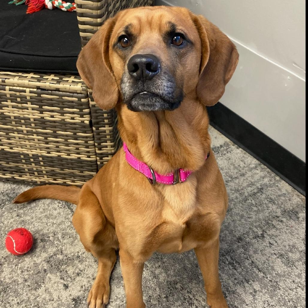 Enlarge Willow, a Adoptable Redbone Coonhound in Attica, NY image 4/4