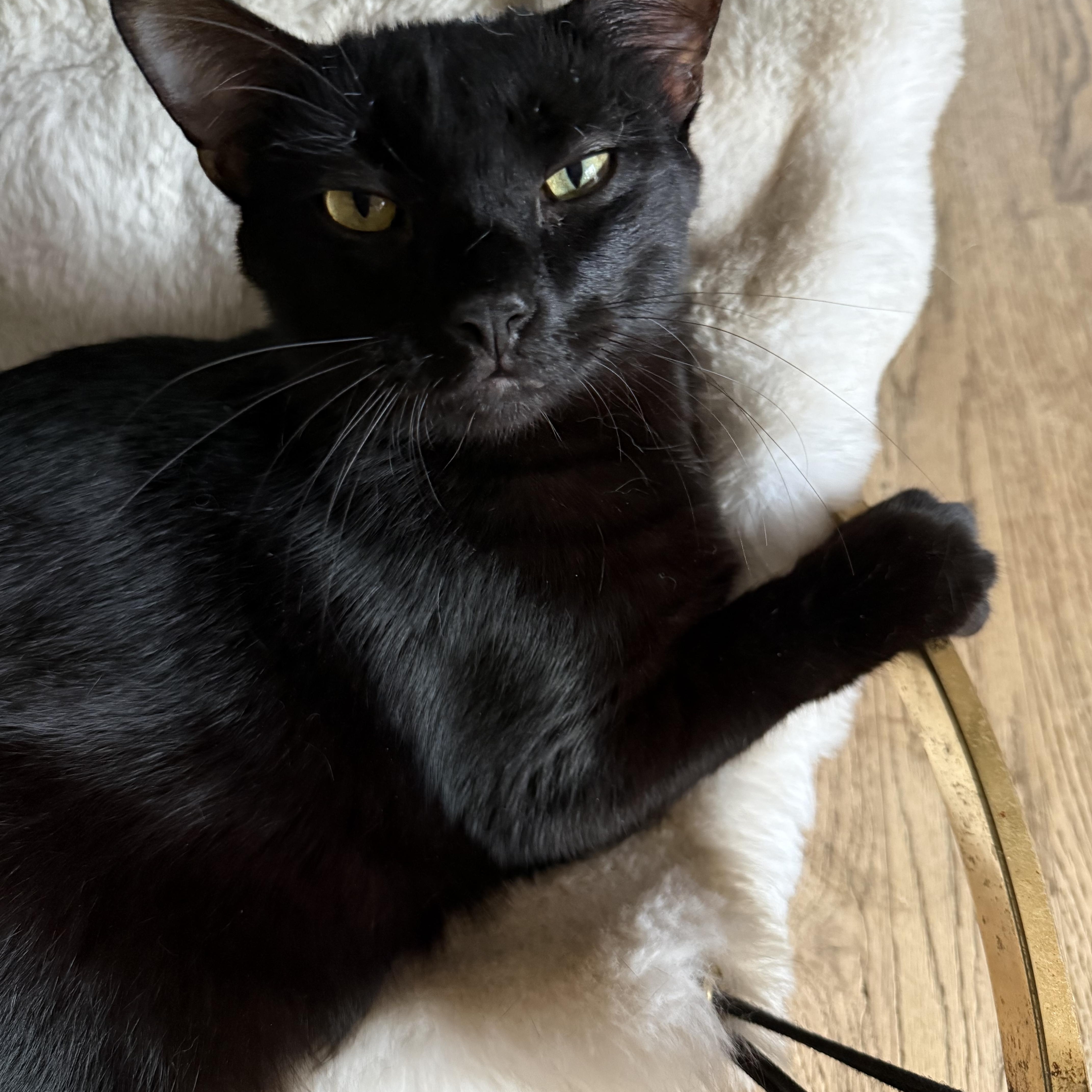 Chinook, ADOPTABLE, Young Male Domestic Short Hair.