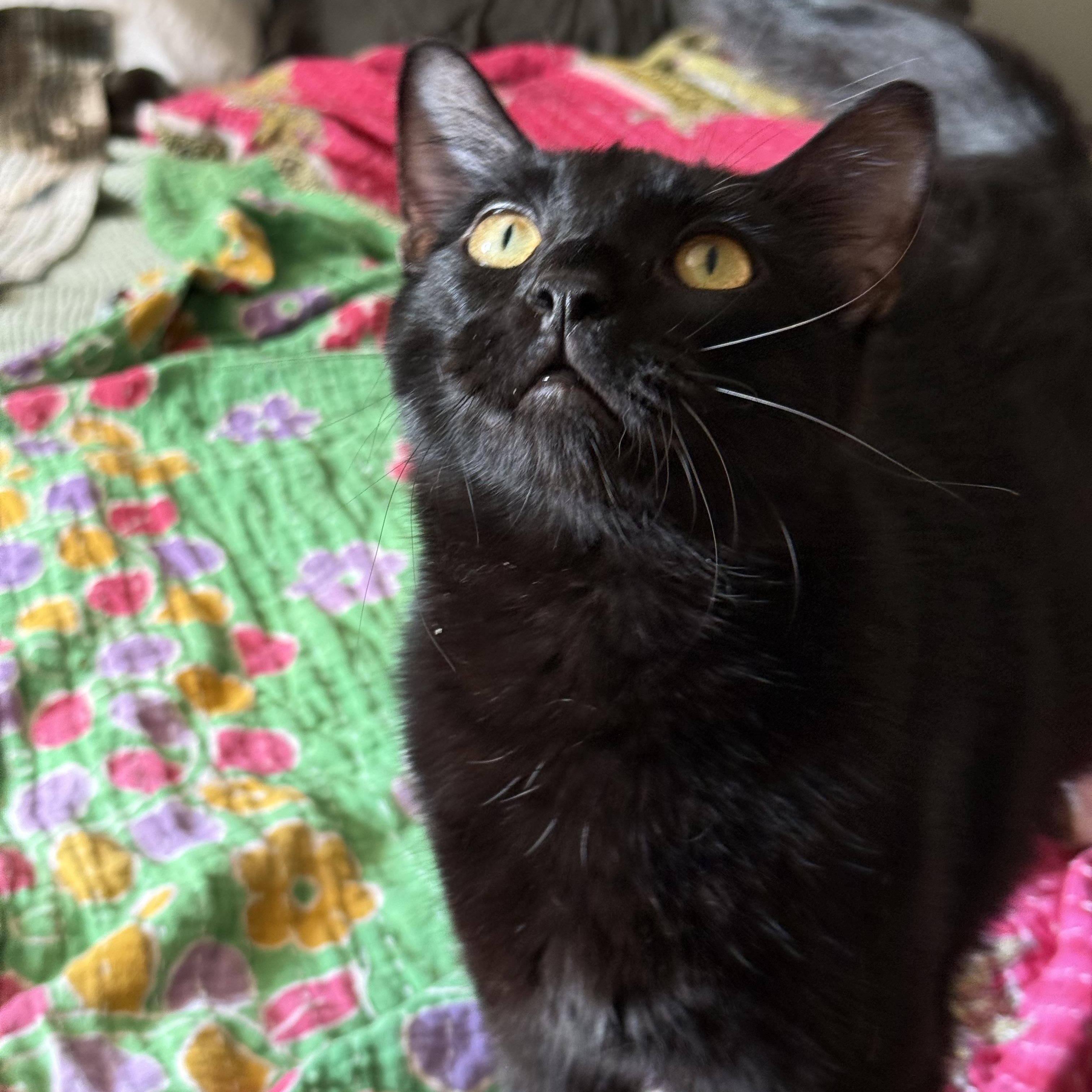 Enlarge Chinook, a ADOPTABLE Domestic Short Hair in Joliet, IL image 2/2