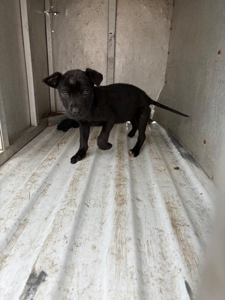 Flowers, Adoptable, Young Female Labrador Retriever & Mixed Breed.