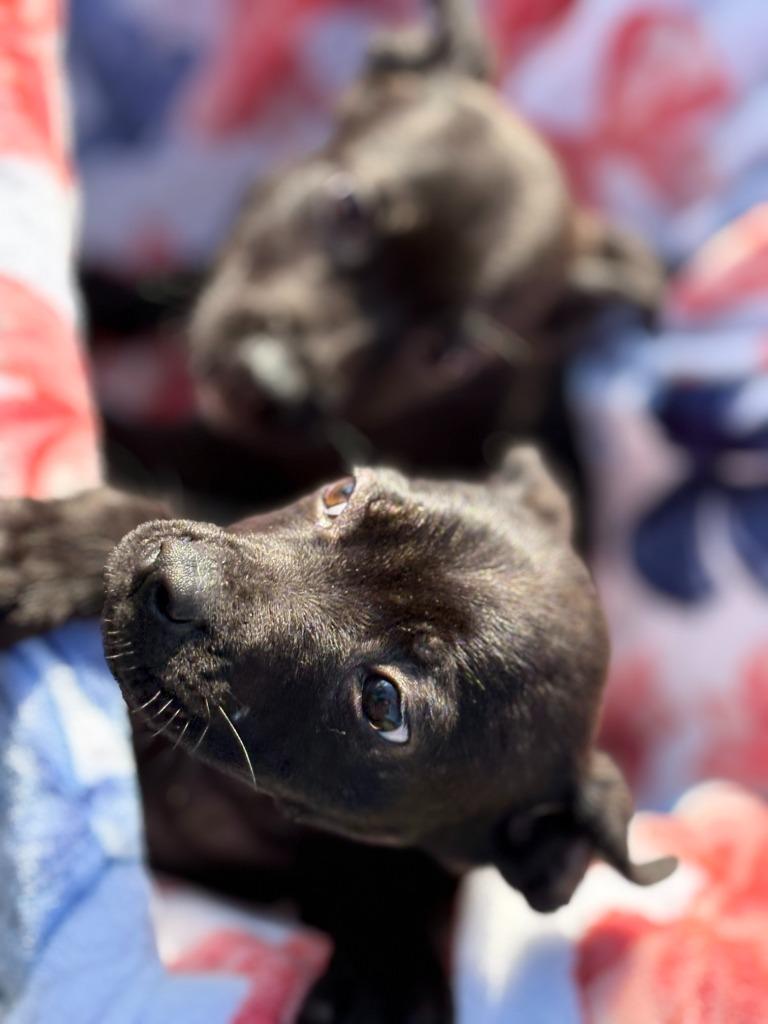 Enlarge Flowers, a Adoptable mixed breed in Effingham, SC image 2/2